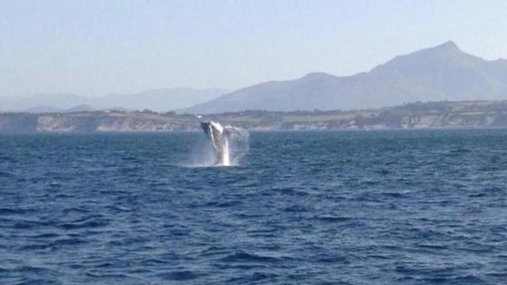 Fotografía difundida en las redes sociales de la ballena. (via twitter @mugarteburu)