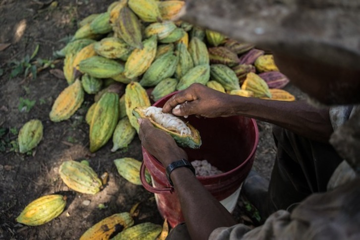 Un hombre corta una vaina de cacao para extraer los granos. (Thomas CRISTOFOLETTI/USAID)