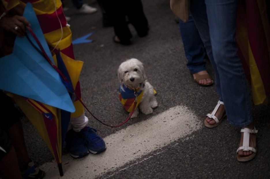 Ni los perros han querido faltar a su cita. (Jorge GUERRERO/AFP PHOTO)