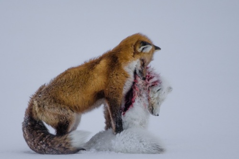 Urteko argazkilaririk onena - «A tale of two foxes». (Don GUTOSKI)