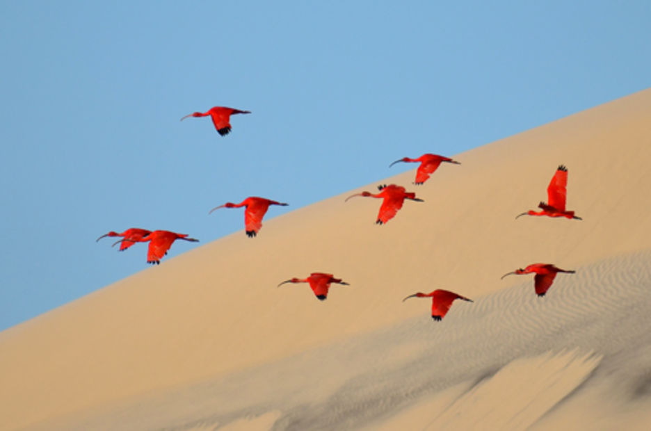 15-17 urte - «Flight of the scarlet ibis». (Jonathan JAGOT)