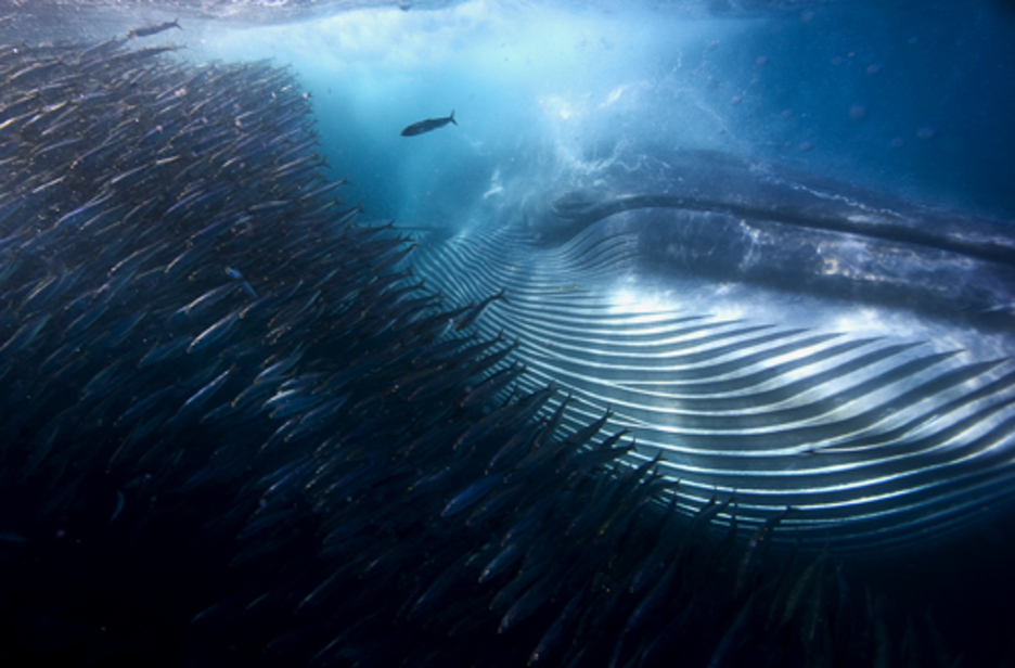 Uraren azpian - «a whale of a mouthful». (Michael AW)