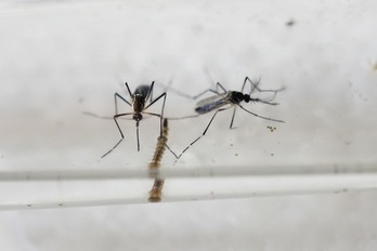 Tanto el dengue como el zika y la fiebre chikungunha son transmitidas por el mosquito aedes aegypti. (Marvin RECINOS/AFP)