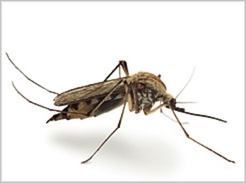 Los controles han descartado de momento la presencia del mosquito tigre en Nafarroa.