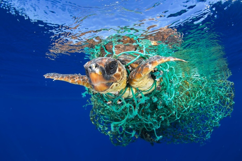 95/5000 Una tortuga de mar enredada en una red de pesca nada de la costa de Tenerife. (Francis PÉREZ)
