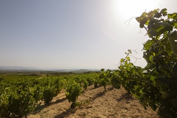 Las viñas presentan un buen desarrollo en estos momentos en toda La Rioja. (Endika PORTILLO | FOKU) 