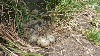 Un nido en el entorno natural de la Isla Santa Klara. (PARKEA BIZIRIK)