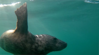 La foca, tras ser puesta en libertad en Bermeo. (BIZKAIKO ALDUNDIA)