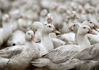 La densidad de criaderos de aves es muy elevada en la zona afectada por la medida del Gobierno francés. (Georges GOBET/AFP)