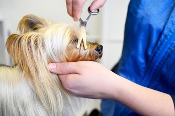 El auge de la peluquería canina es un reflejo de la relación que tenemos con los animales.   Getty IMAGES