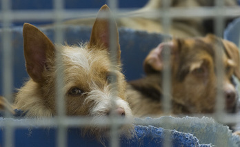 Se endurecen las condiciones para sacrificar animales en centros de acogida. (Jon URBE/FOKU)