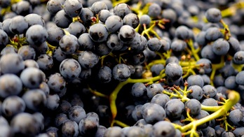 Las entidades vascas estudiarán la valorización del raspón de la uva para producir un nuevo ingrediente alimentario para rumiantes. (AZTI)