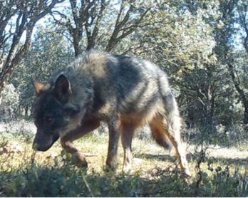 Un ejemplar de lobo ibérico, uno de los ejemplares afectados, deambulando por un bosque. (ASCEL)