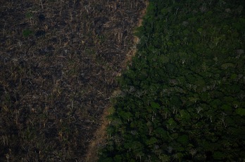 Duque ha señalado que la producción de una hectárea de coca supone que son destruidas casi dos de selva tropical. (Mauro PIMENTEL/AFP)