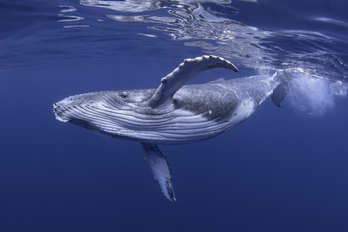 Las ballenas jorobadas han dejado de cantar y ahora luchan para aparearse.