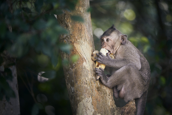 Un mono come un plátano en un bosque de Camboya.