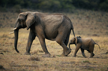 El elefante africano es una de las especies cuyas secuencias de ADN han catalogado y comparado los científicos. 