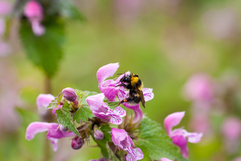 El estudio redescubre el origen de las abejas.