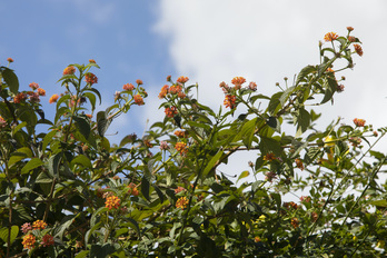 El arbusto lantana es una de las especies invasoras más extendidas por el mundo.