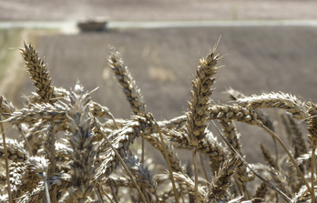 Le blé la quatrième culture la plus consommatrice de pesticides selon Greenpeace France.