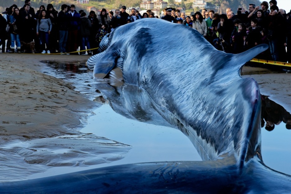 Baleak gaixorik egoteko itxura zuen, argalegia baitzegoen. (Haritz RODRIGUEZ/TRANSISTORIA) Baleak gaixorik egoteko itxura zuen, argalegia baitzegoen. (Haritz RODRIGUEZ/TRANSISTORIA)