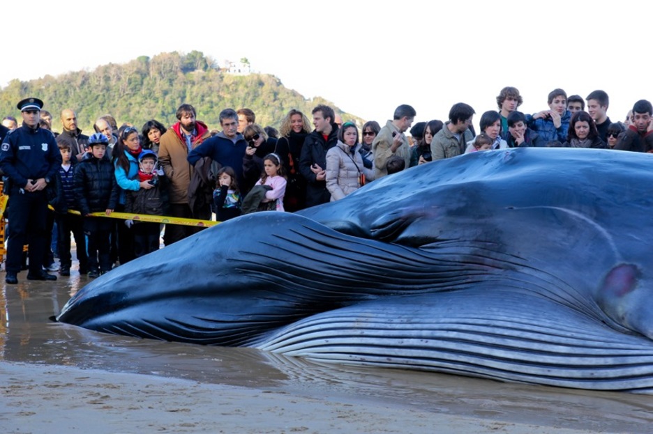 Ikusmin handia piztu zuen baleak Kontxan. (Haritz RODRIGUEZ/TRANSISTORIA) Ikusmin handia piztu zuen baleak Kontxan. (Haritz RODRIGUEZ/TRANSISTORIA)