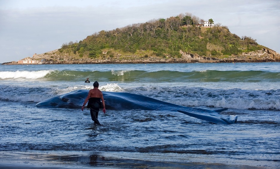 Balea itsasoan, hondartuta geratu aurretik. (Haritz RODRIGUEZ/TRANSISTORIA) Balea itsasoan, hondartuta geratu aurretik. (Haritz RODRIGUEZ/TRANSISTORIA)