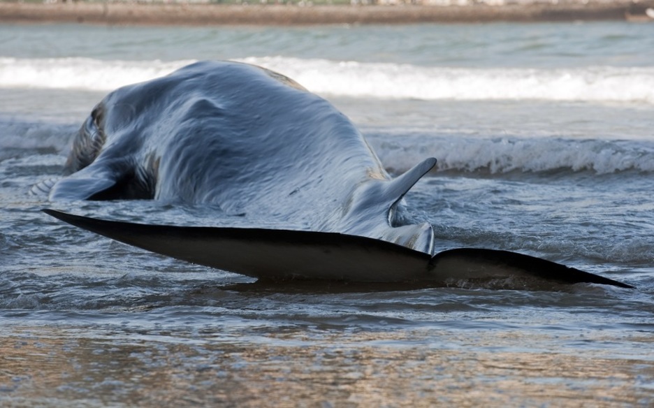 Hamasei metro eta erdiko luzera eta 23 tonako pisua zuen baleak. (Juan Carlos RUIZ/ARGAZKI PRESS) Hamasei metro eta erdiko luzera eta 23 tonako pisua zuen baleak. (Juan Carlos RUIZ/ARGAZKI PRESS)