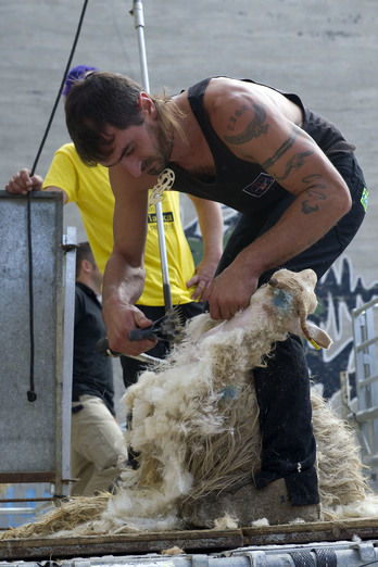 Un pastor trasquila a una oveja. (Idoia ZABALETA / ARGAZKI PRESS)