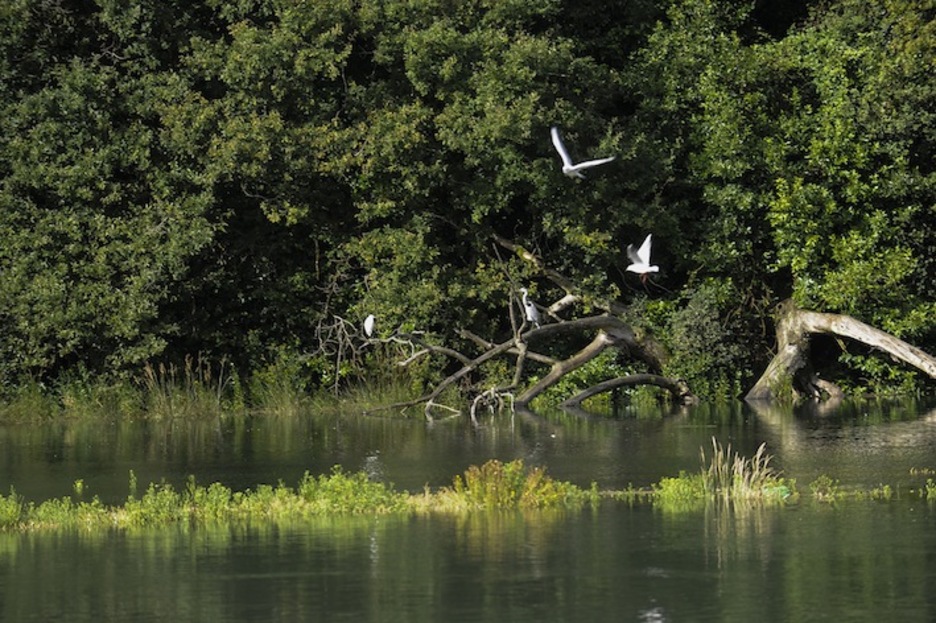 Hegaztiak Urdaibain. (Luis JAUREGIALTZO/ARGAZKI PRESS)