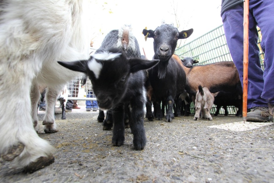 Estas pequeñas cabras miran con curiosidad a la cámara.