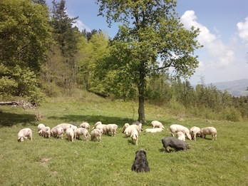 Txerri hazkuntza ekologikoa Gipuzkoan