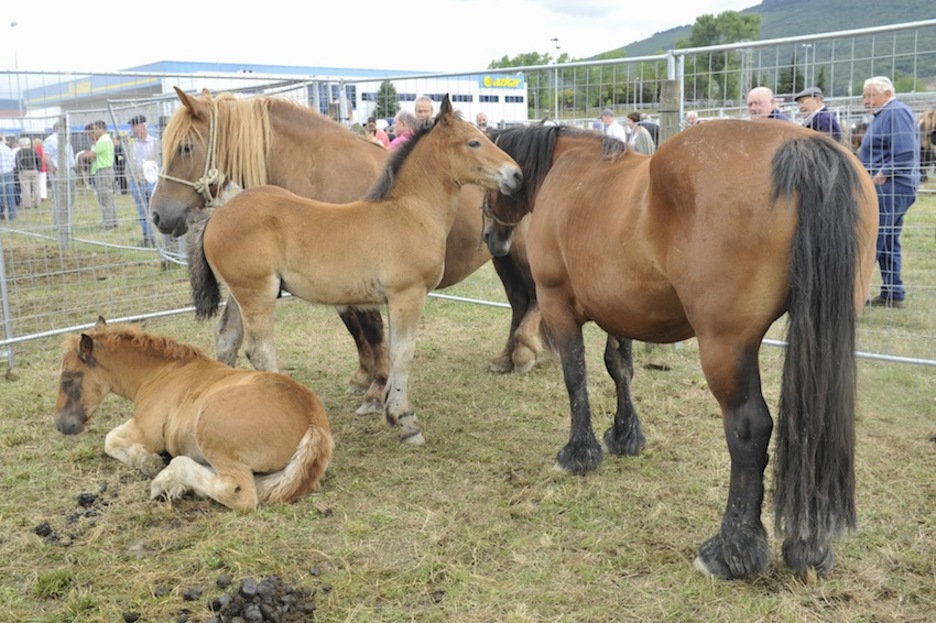 Feria de ganado equino. (Idoia ZABALETA/ARGAZKI PRESS)