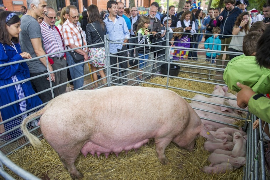 Una cerda y su camada en la feria de animales. (Juanan RUIZ / ARGAZKI PRESS)