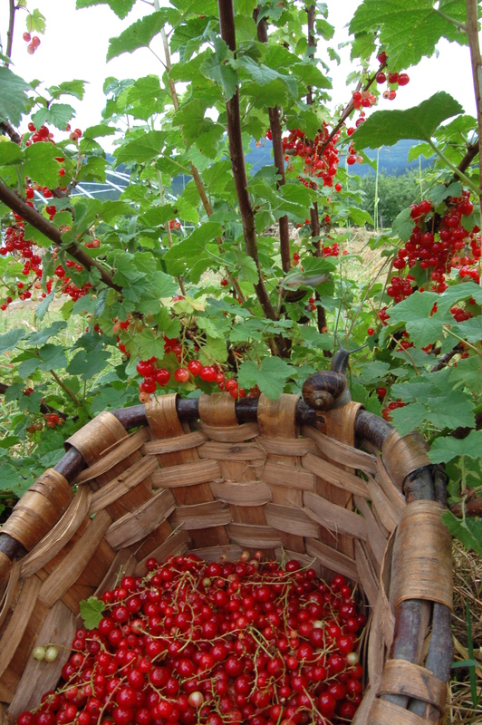 Gozoak izateaz gain, fruitu txiki ekologikoak osasun iturri dira.