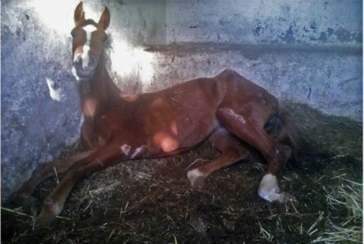 Imagen publicada por APA SOS Bilbao de un caballo de la hípica de Okendo. (APA SOS BILBAO)