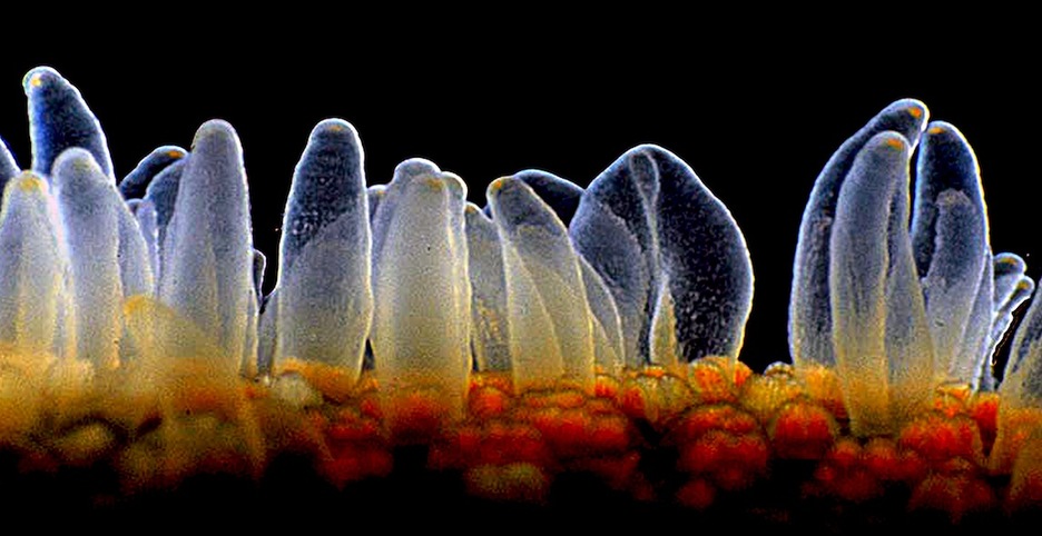 Itsas izar baten bentosak. (Michael Cruthcley)