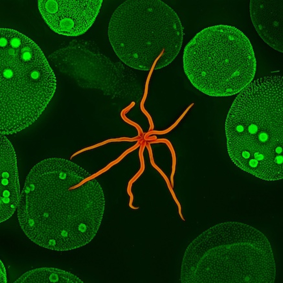 Epaimailak irudi berezi bezala hautatua, hydra eta volvoxa (animalia eta alga). (Steven WILBERT)