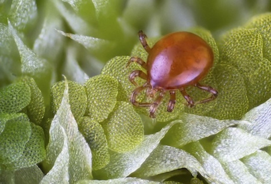 Beste akaro mota bat, «baso txiki batean». (Jose R. ALMODOVAR)