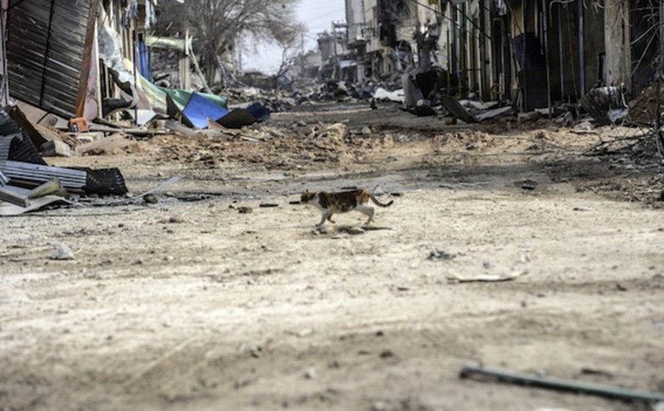 Un gato pasea por las calles de Kobane, repletas de escombros. (Bulent KILIC/AFP PHOTO)