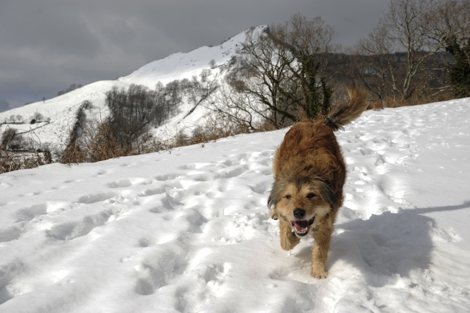 Gizakiek ez ezik, animaliek ere gozatzen dute elurrarekin. (Jagoba MANTEROLA/ARGAZKI PRESS)