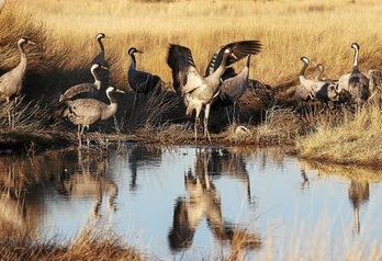 gara-2015-03-10-Reportaje