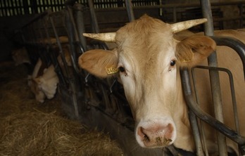 Animaliak apirilaren 15aren inguruan hilko dituzte. Argazkia: Gaizka IROZ