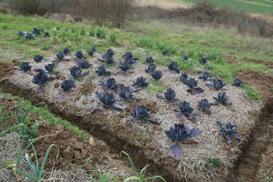 Baratzea.  (Gotzon ARANBURU)