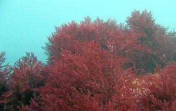 gara-2015-04-08-Reportaje