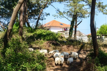 Quinze brebis entretiennent une partie de la forêt du Pignada (©Isabelle Miquelestorena)