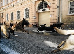 gara-2015-06-24-Noticia