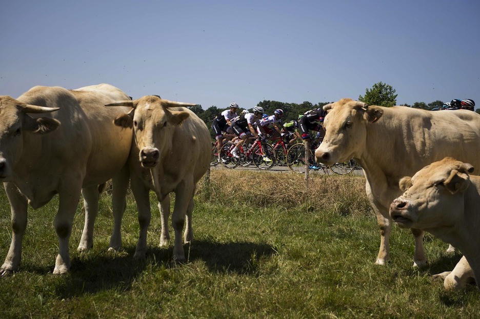 Behiek bizkarra eman diote lasterketari. (Jeff PACHOUD / AFP)