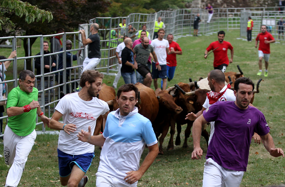 Mais la plupart ont préféré courir devant ces vaches sauvages. © Bob EDME