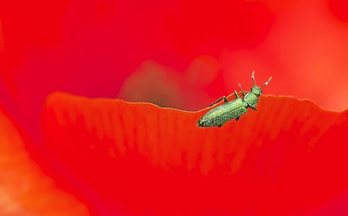 gara-2015-08-19-Reportaje